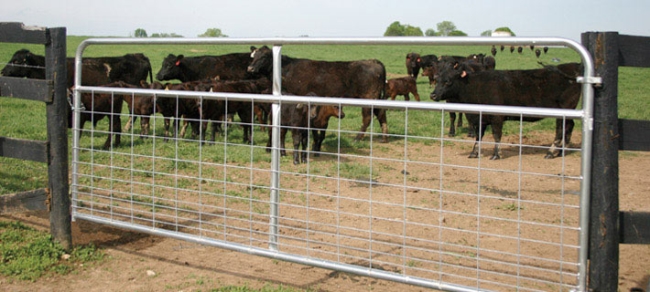 Standard I Type 12ft Galvanised Farm Gates , Durable 12 Ft Metal Farm Gates