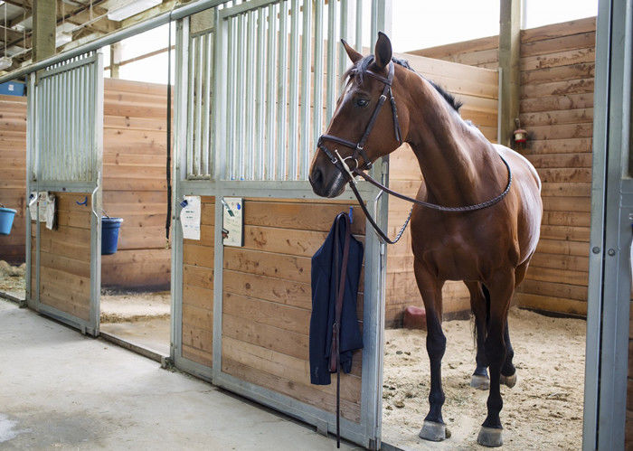 gentle animals of the stable