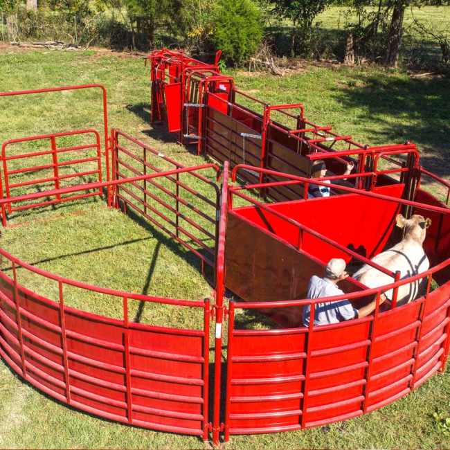 Easy Access Portable Cattle Alleyway , 14 Gauge Sheet Adjustable Cattle