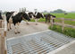 Heavy Duty Livestock Handling Equipment Painted Flat Cattle Guard Easy Install